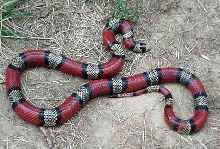 central Nicaraguan L.t.hondurensis female